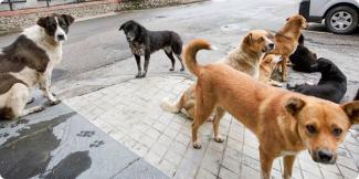 Kaldırımda ve yol kenarında toplanmış bir grup sokak köpeği. Çeşitli renklerde ve boyutlarda olan köpekler, farklı yönlere bakıyor. Arka planda bir araba ve taş duvar görülüyor. Kaldırımda ıslak köpek pati izleri var. Hava bulutlu ve zemin ıslak görünüyor.