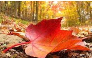 Bir orman zemini üzerinde yakın planda duran, büyük ve kırmızıya dönen bir sonbahar yaprağı. Yaprağın damarlı yapısı dikkat çekici. Arka planda diğer kuru yapraklar ve bulanık halde ağaçlar, sarı-turuncu tonlarda yapraklarla kaplı bir orman yolu görünüyor.